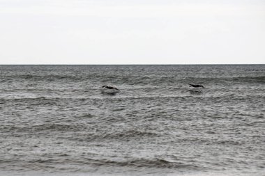 Florida 'nın Atlantik kıyısında uçan pelikanlar