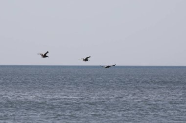 Florida 'nın Atlantik kıyısında uçan pelikanlar