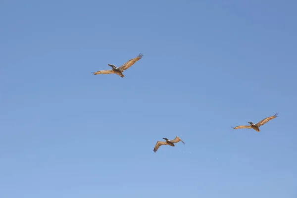 Pelicanos Voando Sobre Costa Atlântica Flórida — Fotografia de Stock