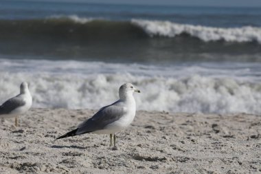 Florida 'nın Atlantik kıyısındaki martı