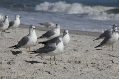 Florida 'nın Atlantik kıyısındaki martı