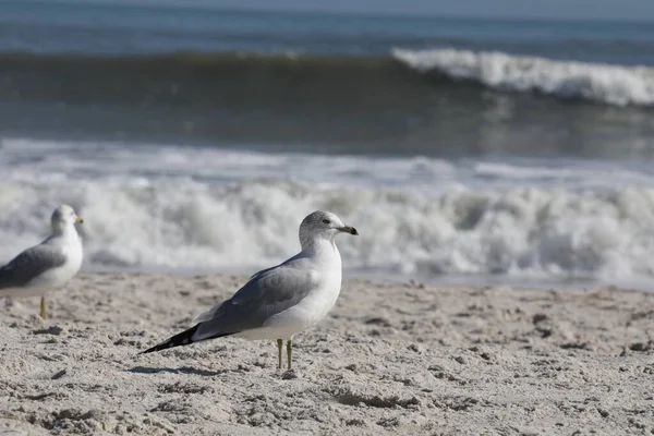 Florida 'nın Atlantik kıyısındaki martı