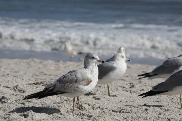 Gaivota Costa Atlântica Flórida — Fotografia de Stock