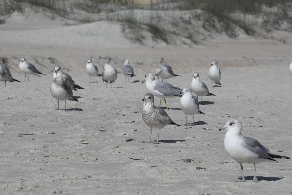 Florida 'nın Atlantik kıyısındaki martı