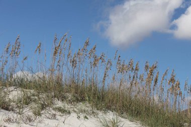 Yazın Atlantik kıyısında Florida sahilinin beyaz kum tepecikleri