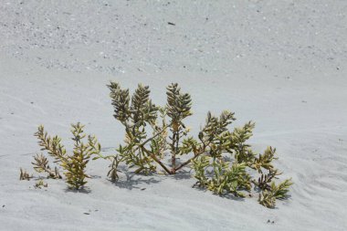 Yazın Atlantik kıyısında Florida sahilinin beyaz kum tepecikleri