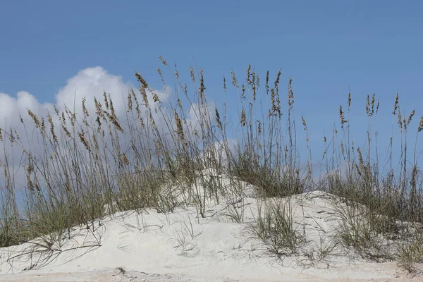 Fehér Homokdűne Florida Strand Atlanti Óceán Partján Nyáron — Stock Fotó