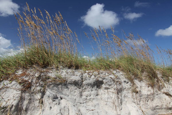 white sand dune of Florida beach on Atlantic coast in summer time