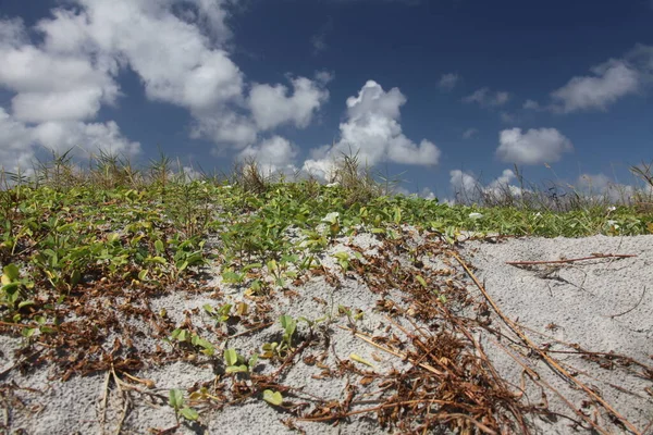 Белые Песчаные Дюны Пляжа Флориды Атлантическом Побережье Летнее Время Период — стоковое фото