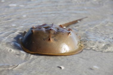 Atlantik okyanusunun sığ sularında at nalı yengeci