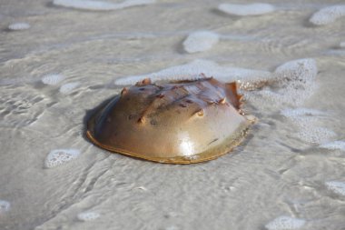 Atlantik okyanusunun sığ sularında at nalı yengeci