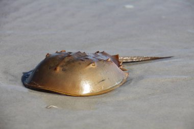 horseshoe crab in a shallow water of Atlantic ocean clipart