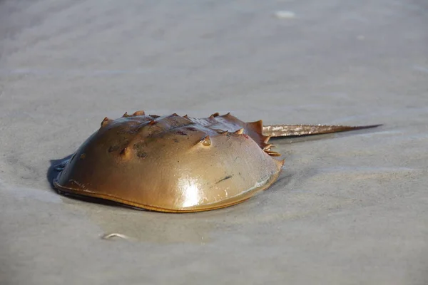 Horseshoe Crab Shallow Water Atlantic Ocean — Stock Photo, Image