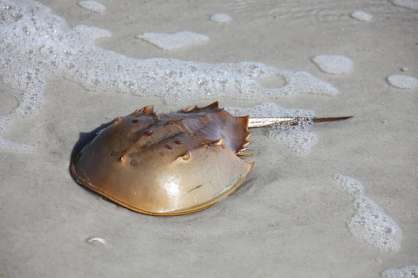 Atlantik okyanusunun sığ sularında at nalı yengeci