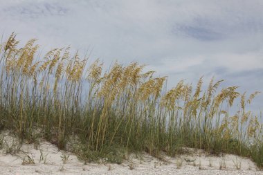 Atlantik kıyısındaki Florida sahilindeki deniz yulaflarının yakın görüntüsü