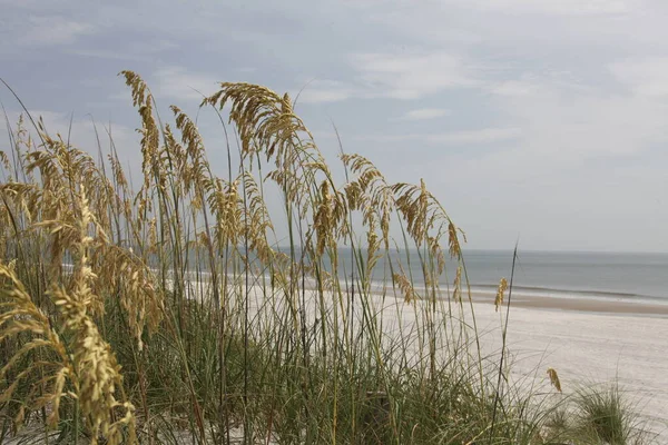 플로리다 해변에 귀리의 — 스톡 사진