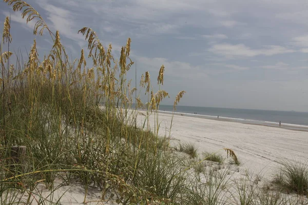 Atlantik Kıyısındaki Florida Sahilindeki Deniz Yulaflarının Yakın Görüntüsü — Stok fotoğraf