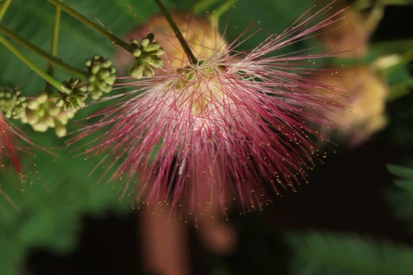 Albizia Flor Roja Hojas Comúnmente Llamadas Plantas Seda Árboles Seda — Foto de Stock