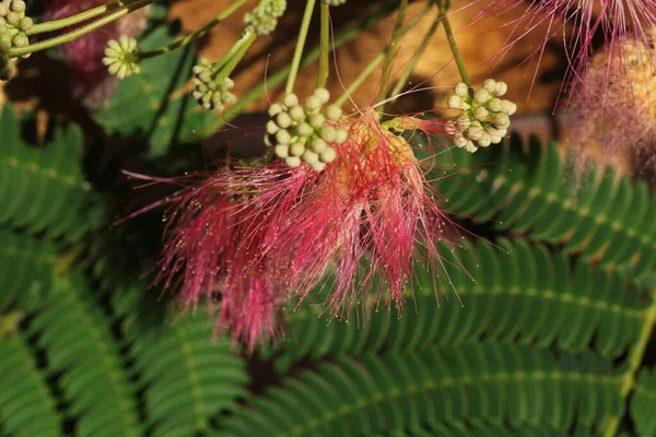 Albizia Rote Blüten Und Blätter Die Gemeinhin Als Seidenpflanzen Oder — Stockfoto