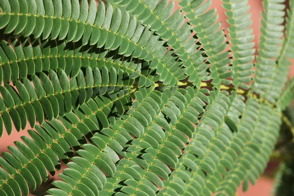 Albizia Fleur Rouge Feuilles Communément Appelées Plantes Soie Des Arbres — Photo