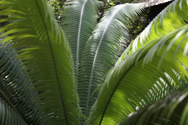 Cycas revoluta Japon Sago Palm Cycadaceae familyasından bir jimnastik türü.