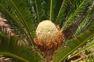 Cycas revoluta Japon Sago Palm Cycadaceae familyasından bir jimnastik türü.