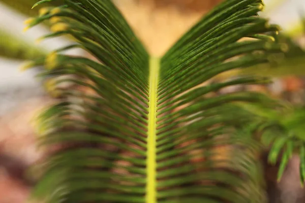 Cycas Revoluta Japanese Sago Palm Una Specie Della Famiglia Delle — Foto Stock