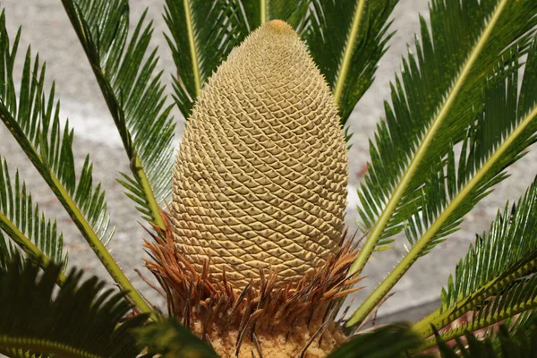 Cycas Revoluta Japon Sago Palm Cycadaceae Familyasından Bir Jimnastik Türü — Stok fotoğraf