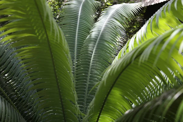 Cycas Revoluta Japanese Sago Palm Species Gymnosperm Family Cycadaceae — Stock Photo, Image