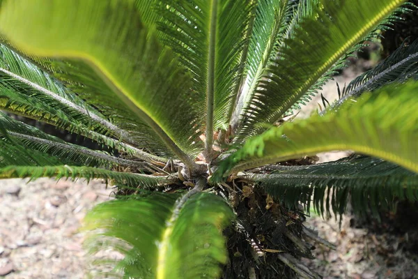 Cycas Revoluta Japán Sago Palm Cycadaceae Családba Tartozó Tornatermi Faj — Stock Fotó