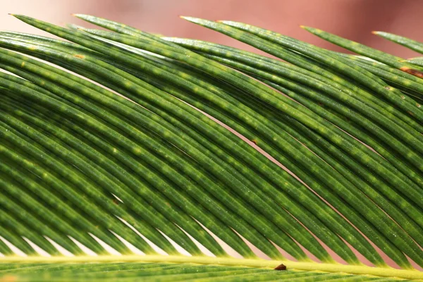 Cycoriuta Japanese Sago Palm 치카카 속하는 정자의 일종이다 — 스톡 사진