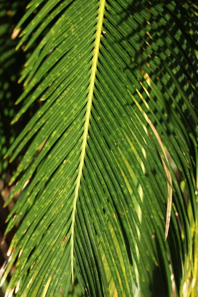 Cycas Revoluta Una Especie Gimnospermo Familia Cycadaceae —  Fotos de Stock