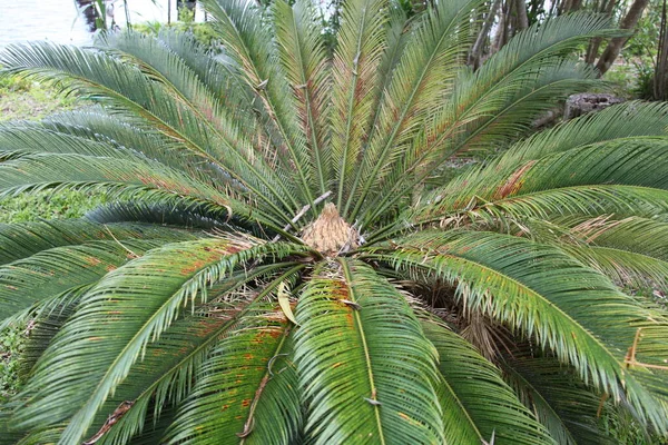 Cycas Revoluta Japon Sago Palm Cycadaceae Familyasından Bir Jimnastik Türü — Stok fotoğraf