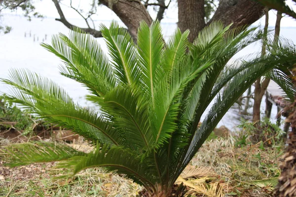 Cycas Revoluta Japán Sago Palm Cycadaceae Családba Tartozó Tornatermi Faj — Stock Fotó