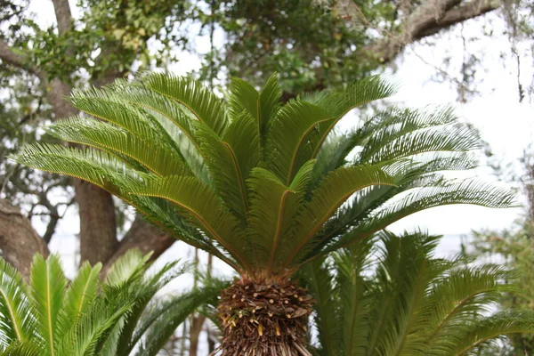 Cycas Revoluta Japán Sago Palm Cycadaceae Családba Tartozó Tornatermi Faj — Stock Fotó