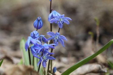 Bir bahar ormanında mavi bifolia çiçeği