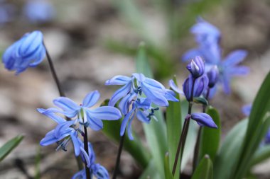 Bir bahar ormanında mavi bifolia çiçeği