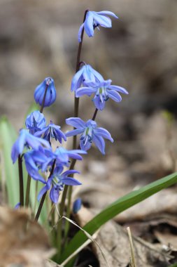Bir bahar ormanında mavi bifolia çiçeği
