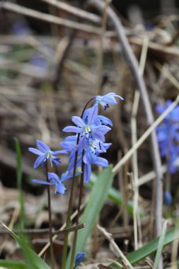 Bir bahar ormanında mavi bifolia çiçeği