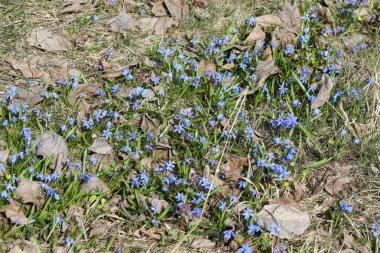Bir bahar ormanında mavi bifolia çiçeği