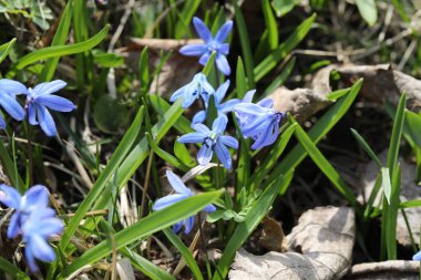 Bir bahar ormanında mavi bifolia çiçeği