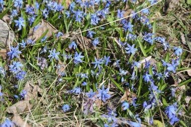 Bir bahar ormanında mavi bifolia çiçeği