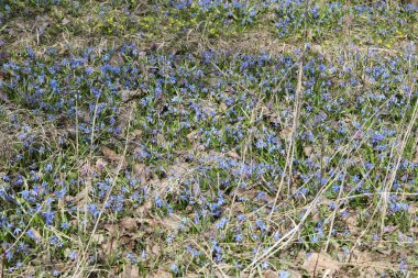 Bir bahar ormanında mavi bifolia çiçeği