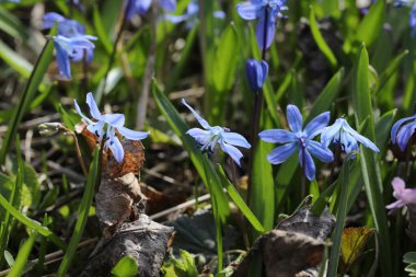 Bir bahar ormanında mavi bifolia çiçeği