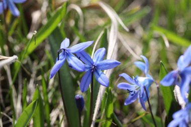Bir bahar ormanında mavi bifolia çiçeği