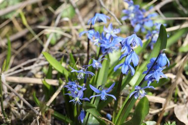 Bir bahar ormanında mavi bifolia çiçeği