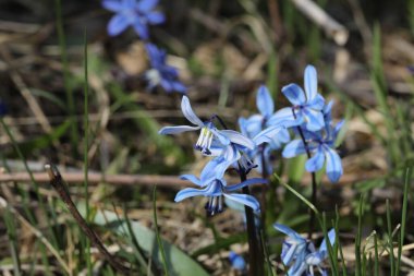 Bir bahar ormanında mavi bifolia çiçeği
