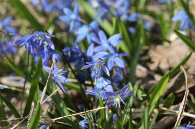 Bir bahar ormanında mavi bifolia çiçeği