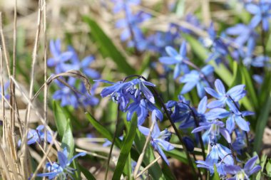 Bir bahar ormanında mavi bifolia çiçeği