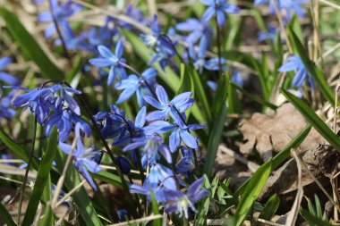 Bir bahar ormanında mavi bifolia çiçeği